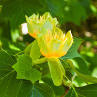 Verkauf Tulpenbaum - Blühende Bäume