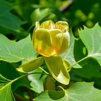 Blühende Bäume - Tulpenbaum - Liriodendron tulipifera danny