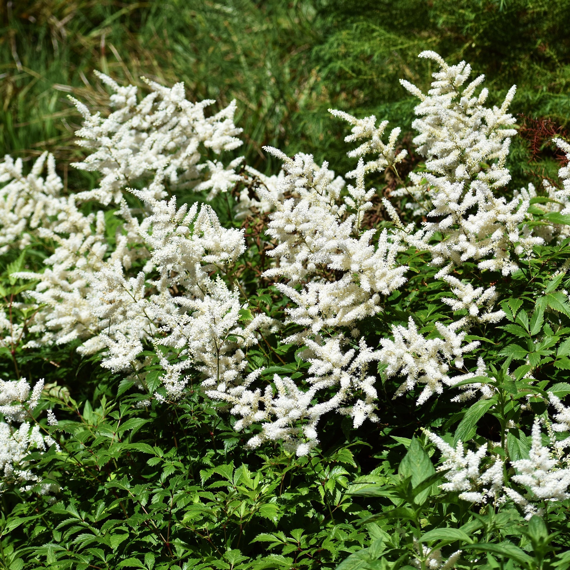 Verkauf Arends Prachtspiere 'Brautschleier'