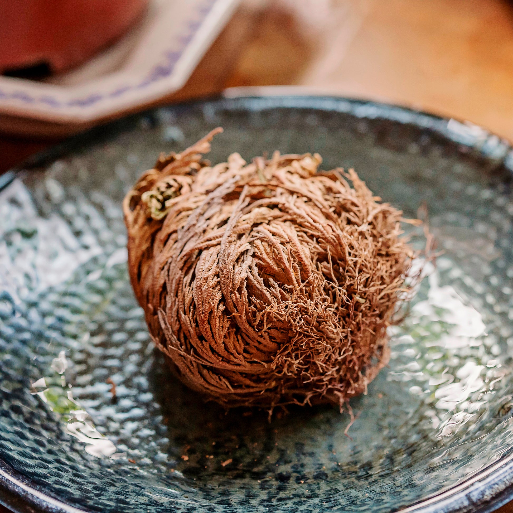 Grüne Zimmerpflanzen - Echte Jerichorose - Selaginella lepidophylla