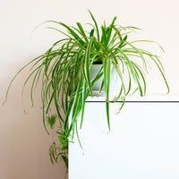 Grünlilie 'Vittatum' - Bakker