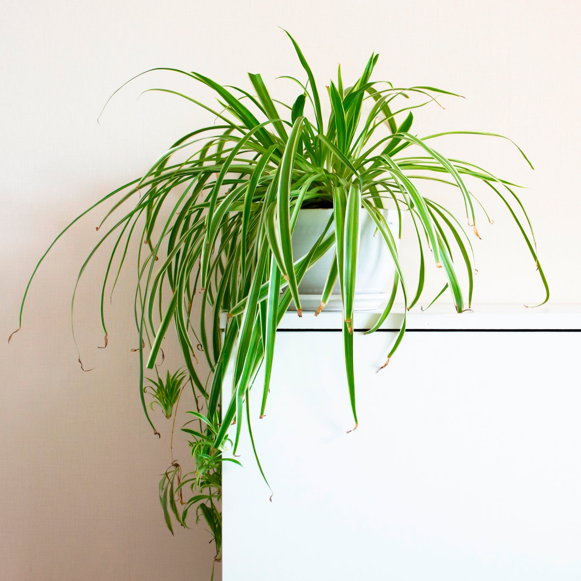 Grünlilie 'Vittatum' - Bakker