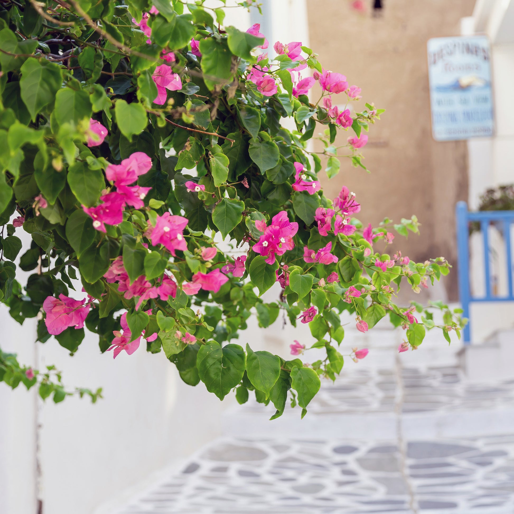 Verkauf Bougainvillea rosa
