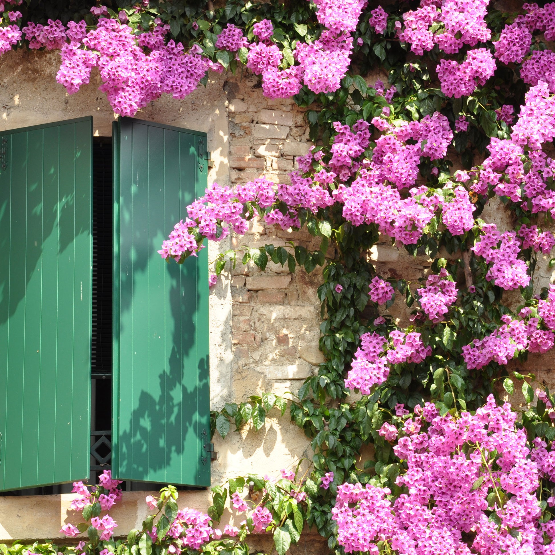 Bougainvillea - Bougainvillea rosa - Bougainvillea pink