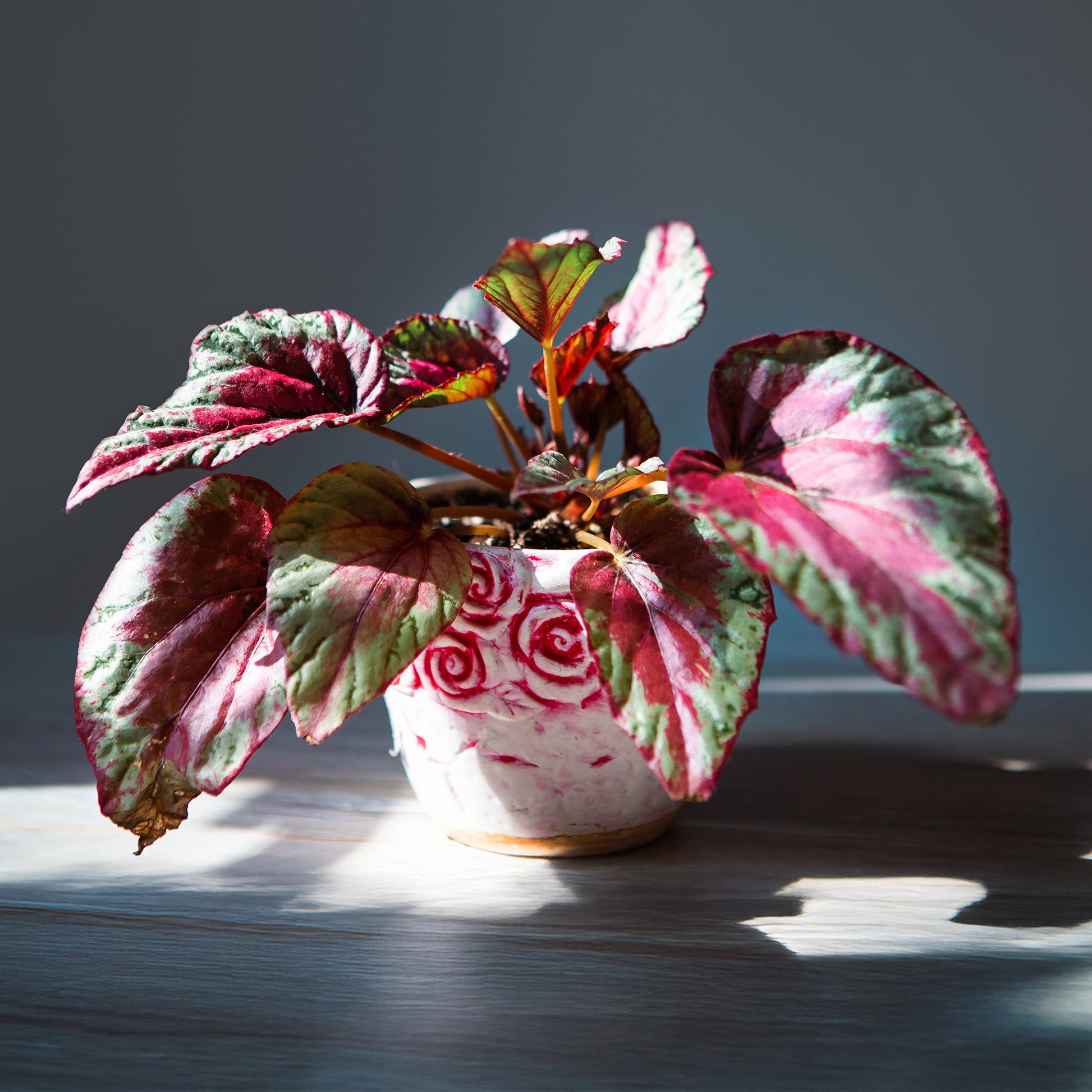 Begonie ‘Maui Sunset’ (Begonia) - Bakker
