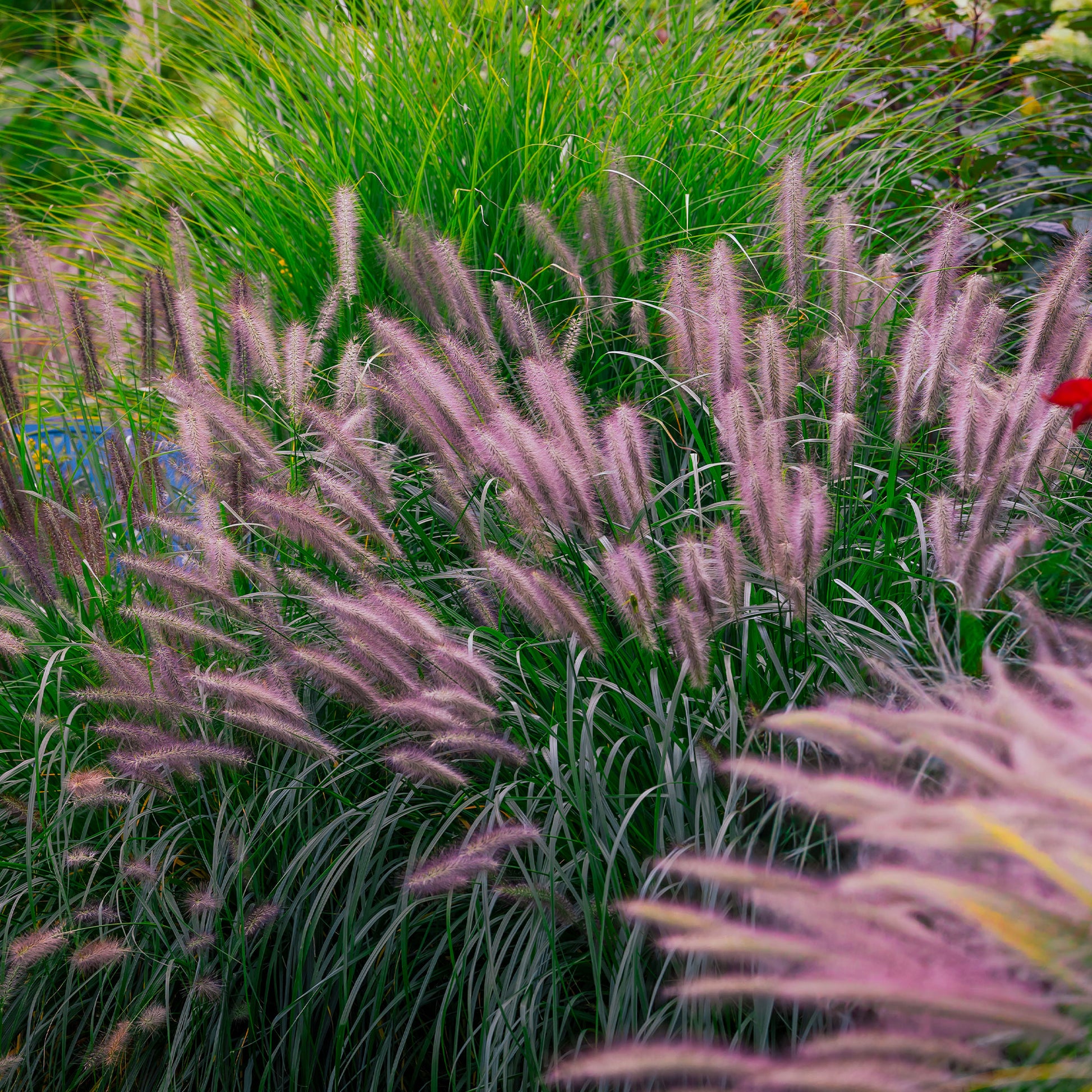 Verkauf Lampenputzergras ‘Red Head’ - Pennisetum alopecuroides red head
