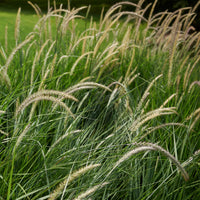 Lampenputzergras 'Fairy Tails' - Pennisetum orientale Fairy Tails - Bakker