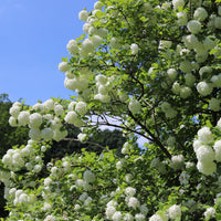 Gewöhnlicher Schneeball 'Roseum' - Viburnum - Bakker