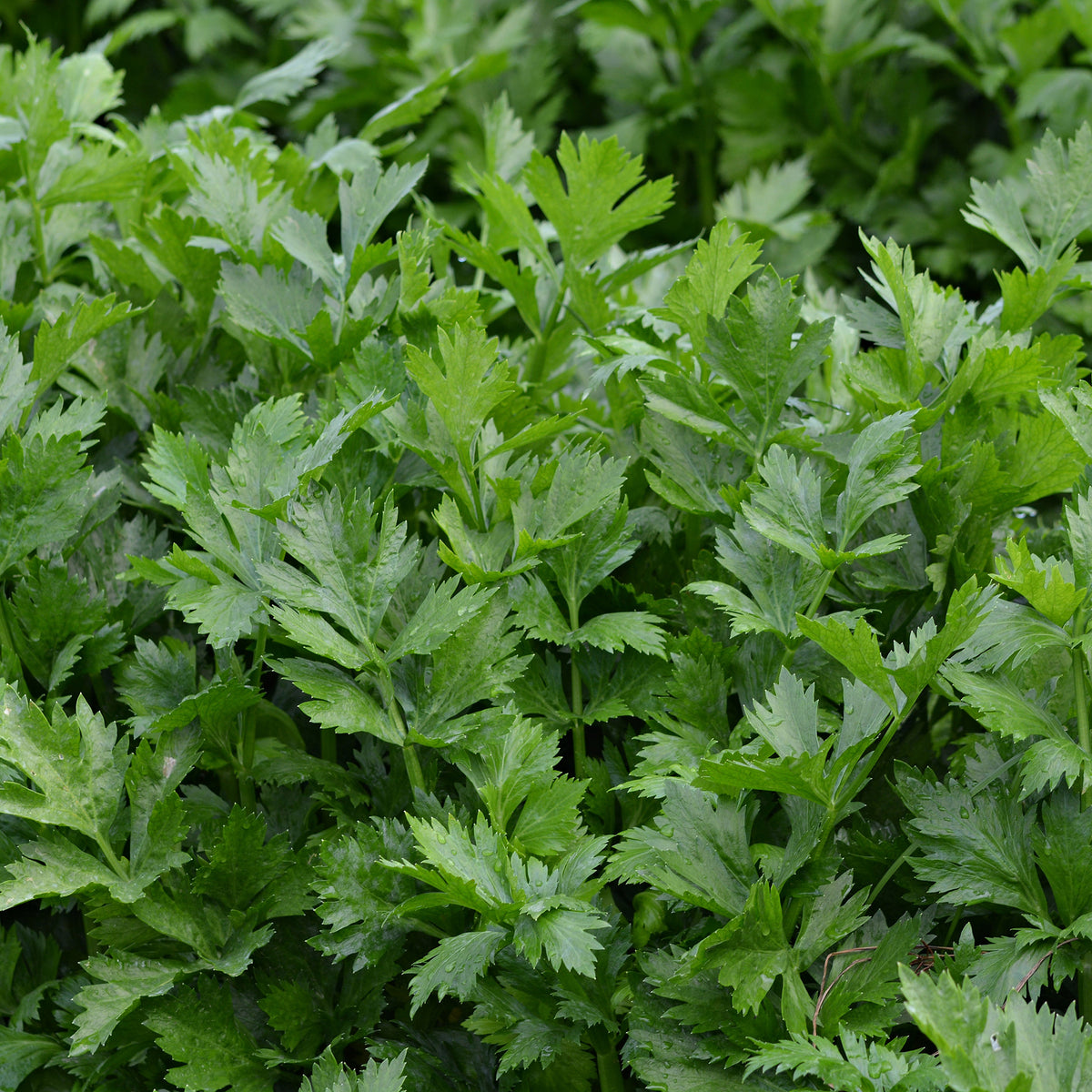 Schnittsellerie Bio - Apium graveolens gewone snij westlandse - Bakker