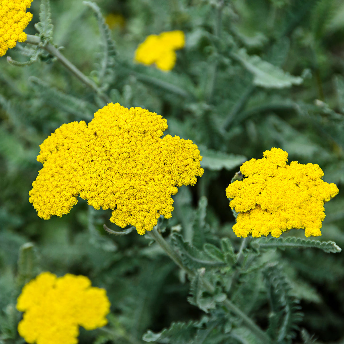 Dolden-Schafgarbe - Achillea hybride moonshine - Bakker
