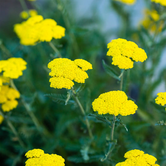 Dolden-Schafgarbe - Bakker