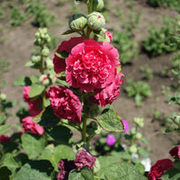 Stockrose Chater´s Double red