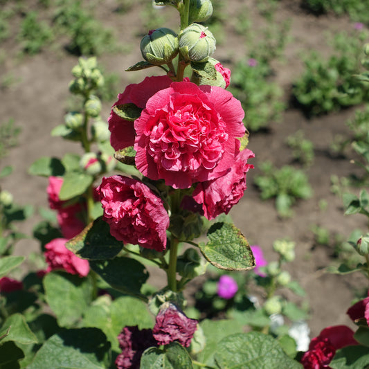 Stockrose Chater´s Double red