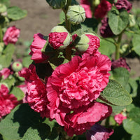 Stockrose Chater´s Double red