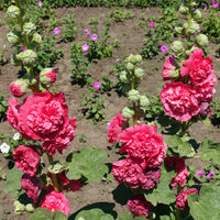 Stockrose Chater´s Double red