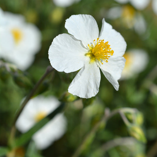 Sonnenröschen 'Elfenbeinglanz' - Bakker