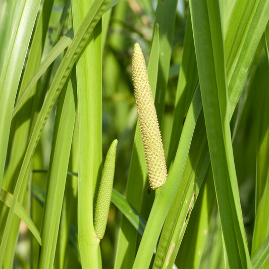 Wohlriechender Kalmus - Bakker