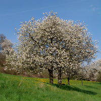 Prunus avium -  Vogelkirsche - Blühende Bäume