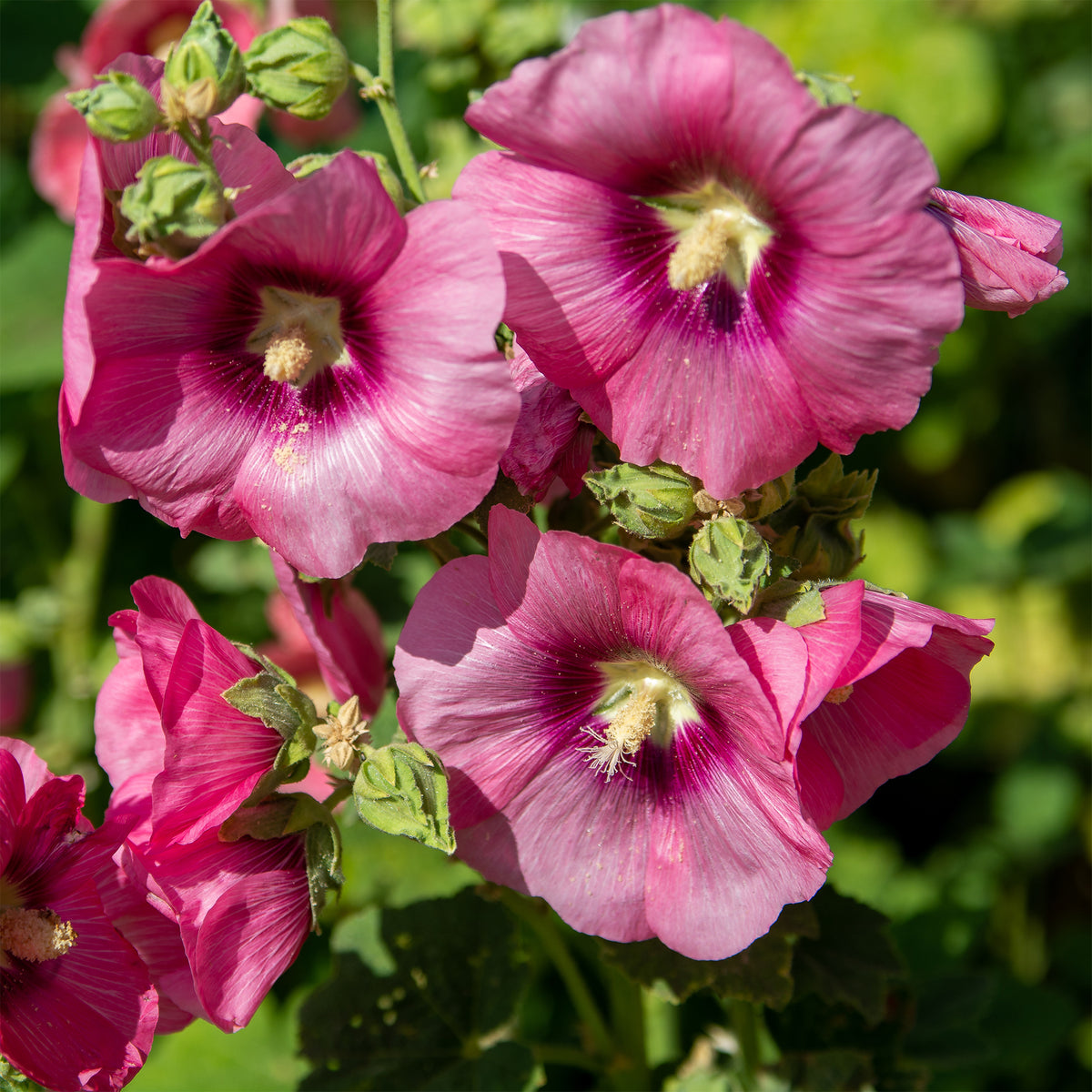 Alcea rosea simplex - Stockrose Simplex - Alcea - Stockrose