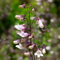 Fingerhutförmiger Bartfaden 'Dark Towers' - Penstemon digitalis husker red - Bakker