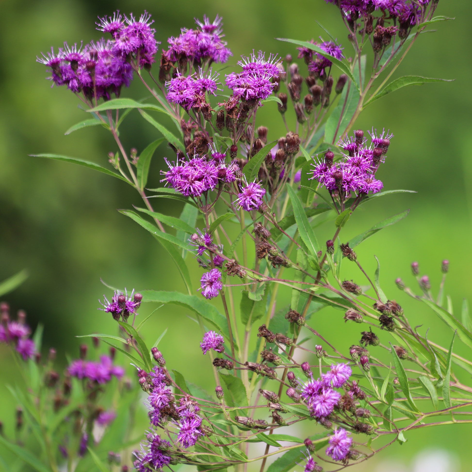 Arkansas-Scheinaster Mammuth - Vernonia crinita mammuth - Bakker