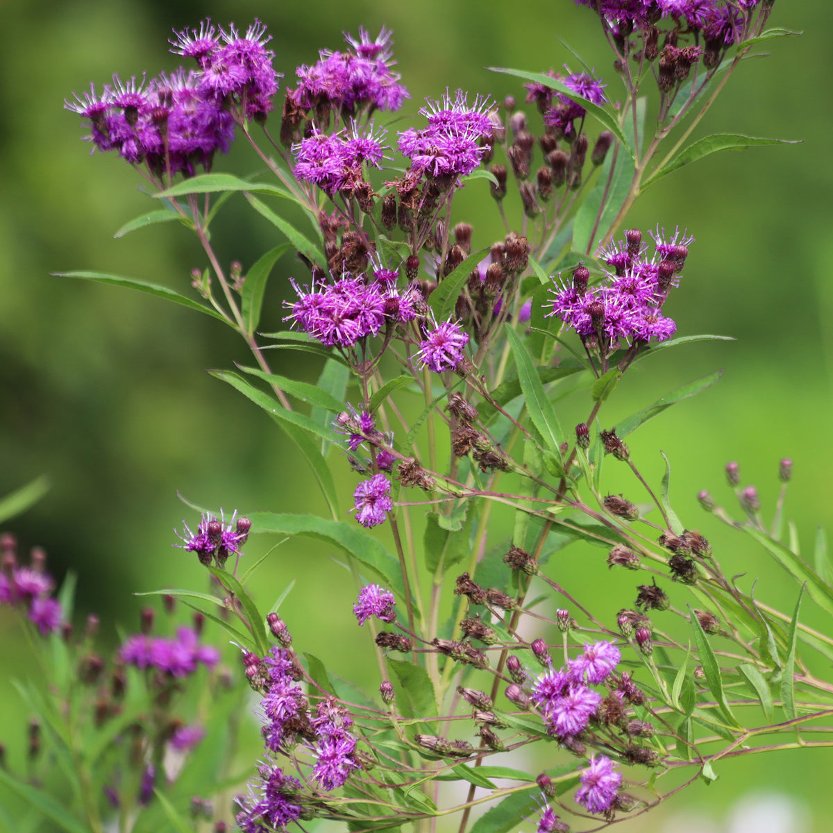 Arkansas-Scheinaster Mammuth - Vernonia crinita mammuth - Bakker