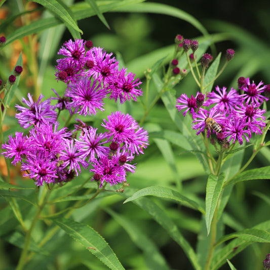 Arkansas-Scheinaster Mammuth - Bakker