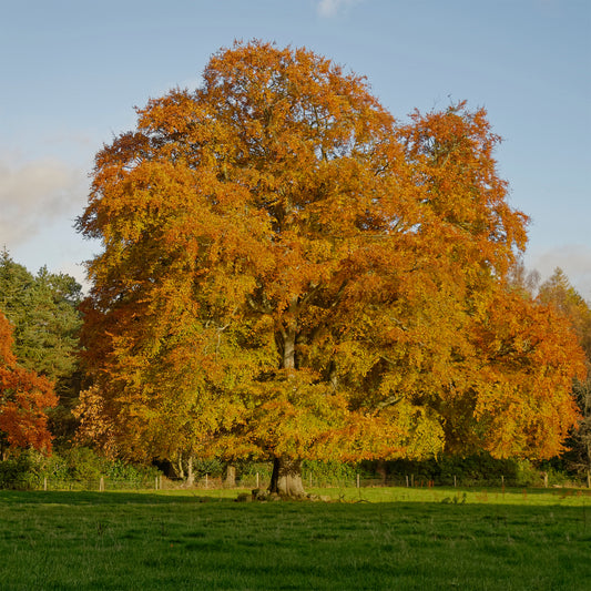 Rotbuche #1 - Bakker