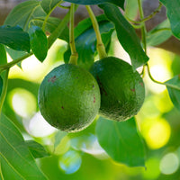 Persea americana var. Bacon (De greffe) - Avocadobaum Bacon - Exotische Obstbäume