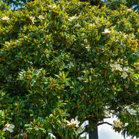 Großblütige Magnolie Alta - Bakker