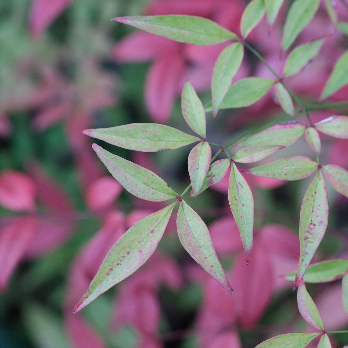 Zwerg-Heiliger Bambus Flirt - Nandina domestica Flirt Murasaki - Bakker