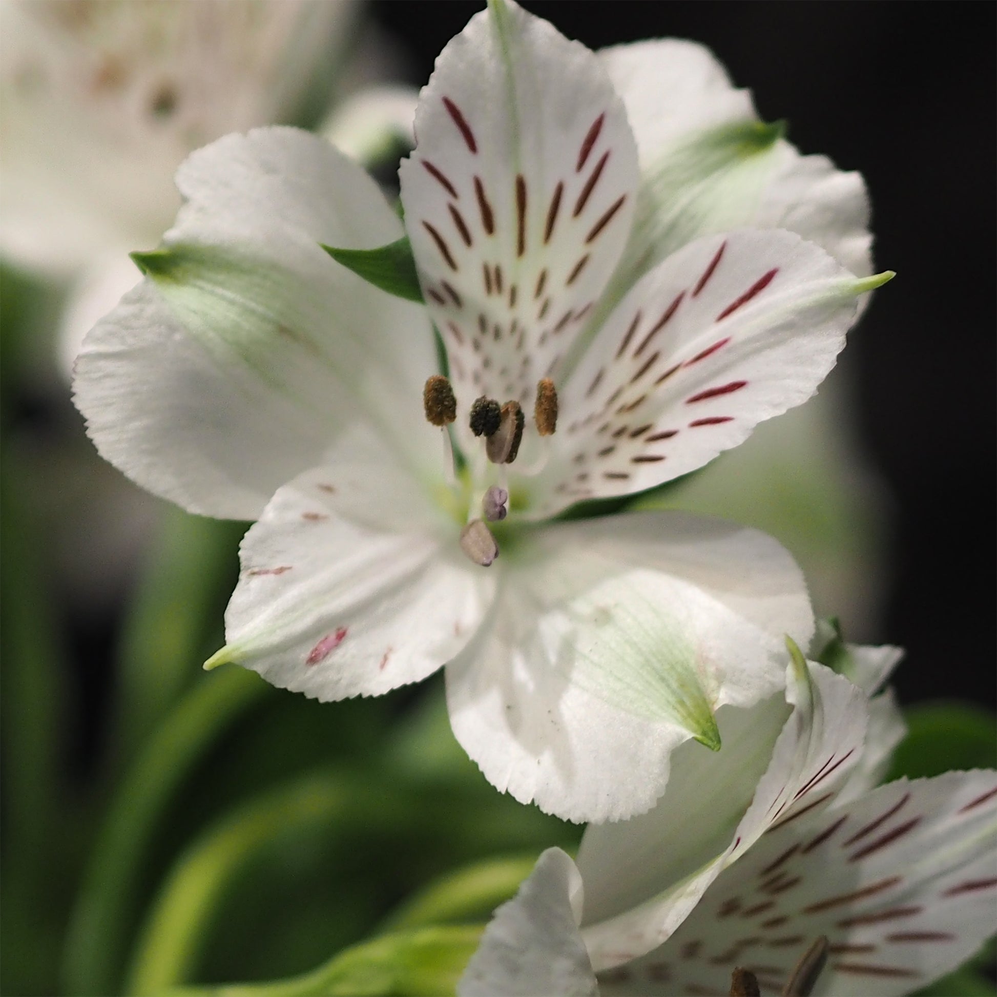 Alstroemeria Majestic Mazé - Inkalilie Majestic Mazé - Inkalilie - Alstroemeria