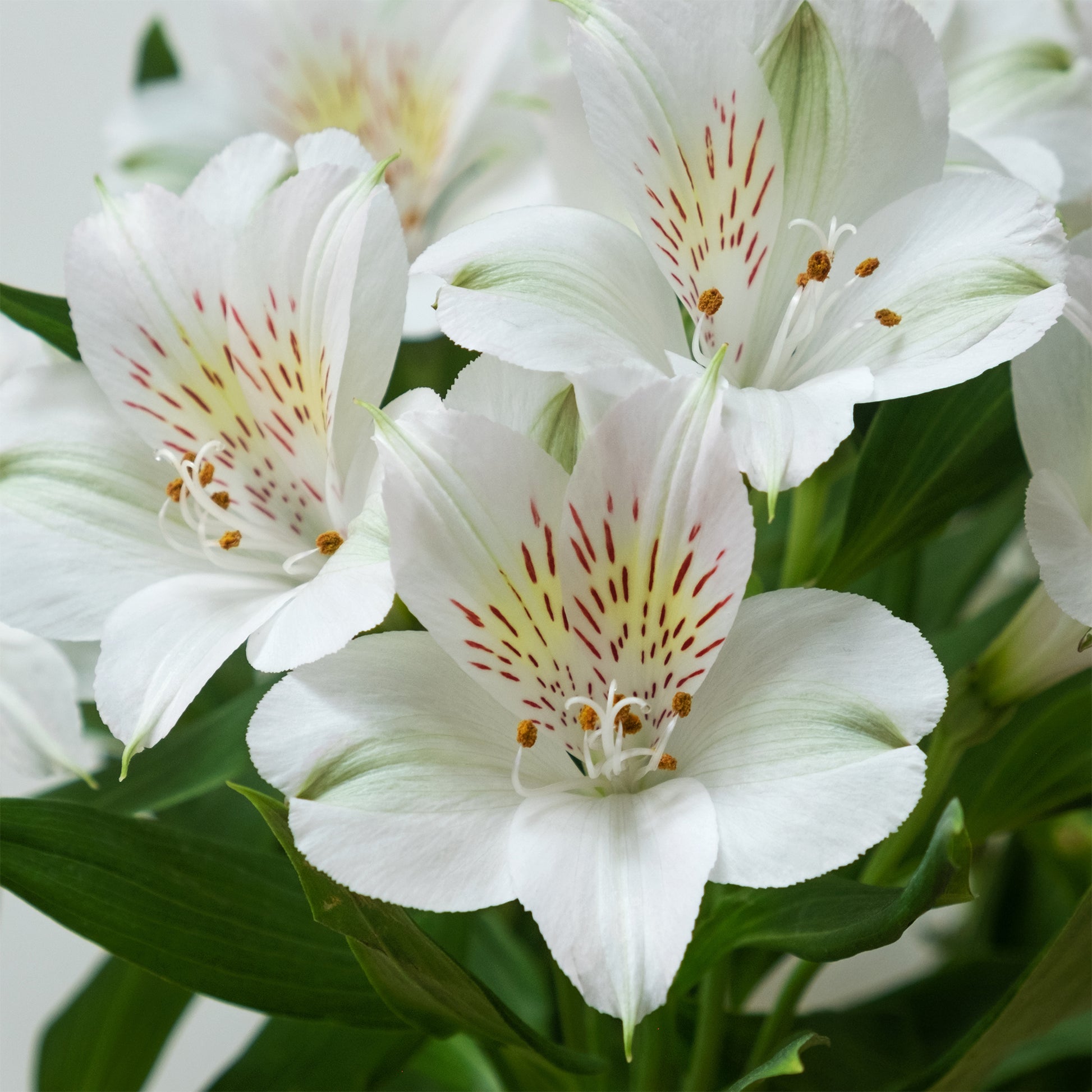 Inkalilie Majestic Mazé - Alstroemeria Majestic Mazé - Bakker