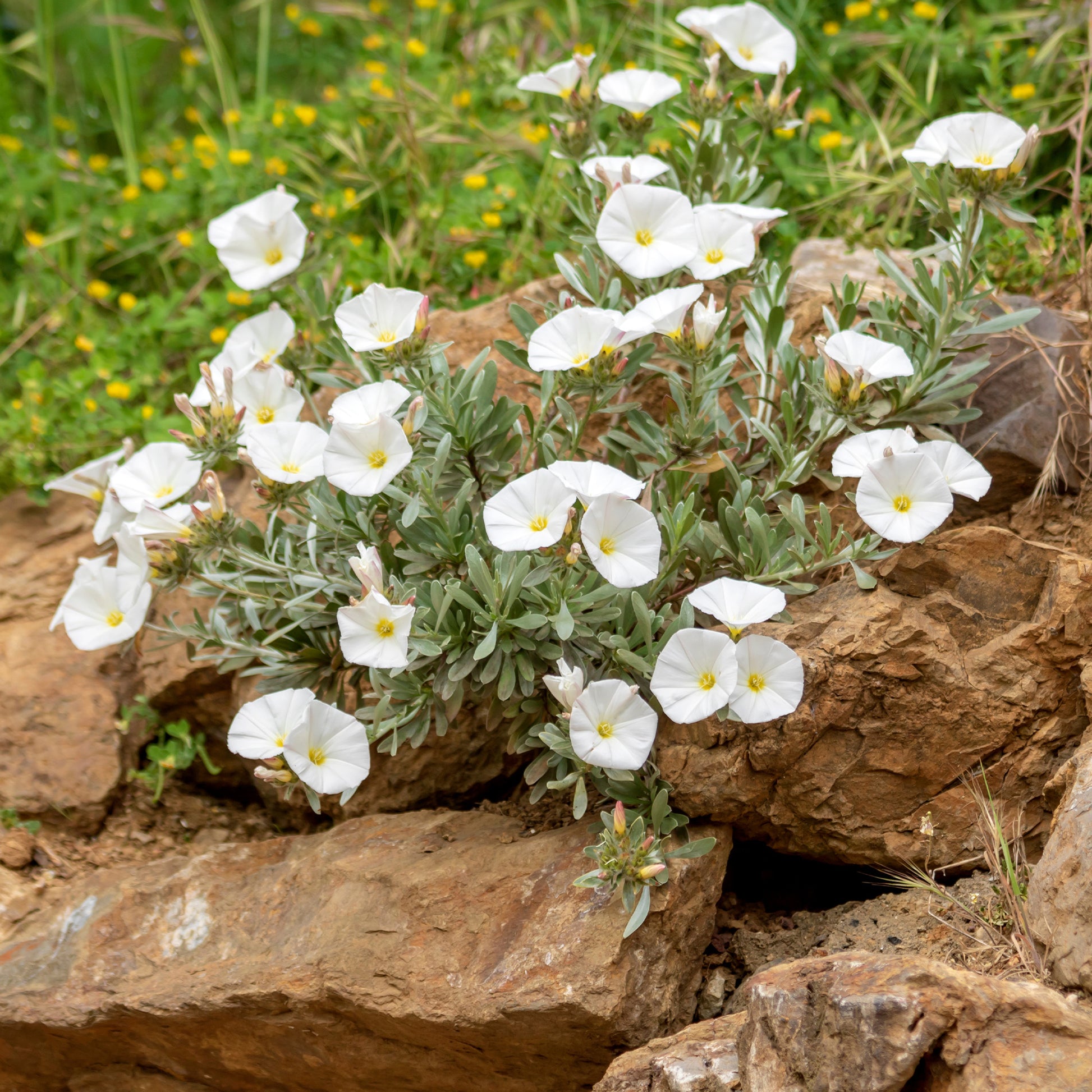 Mauretanische Winde 'New White Moon®'. - Bakker