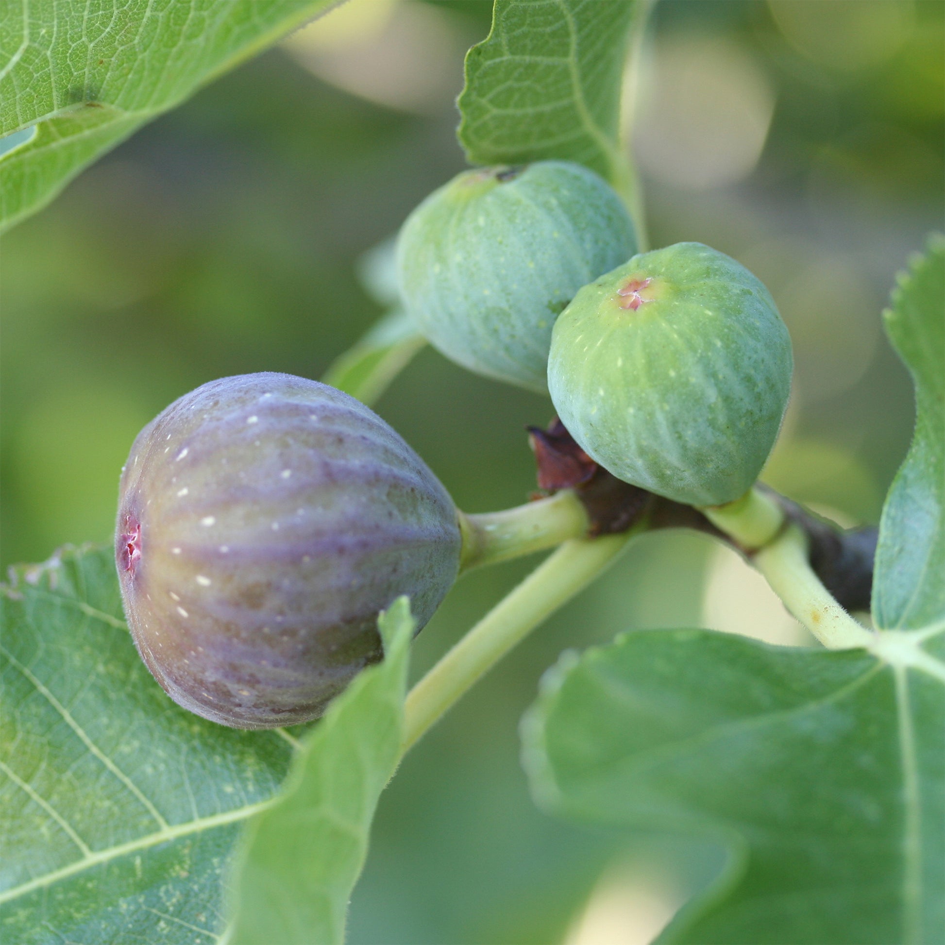 Feige Rouge de Bordeaux - Ficus carica Rouge de Bordeaux - Bakker