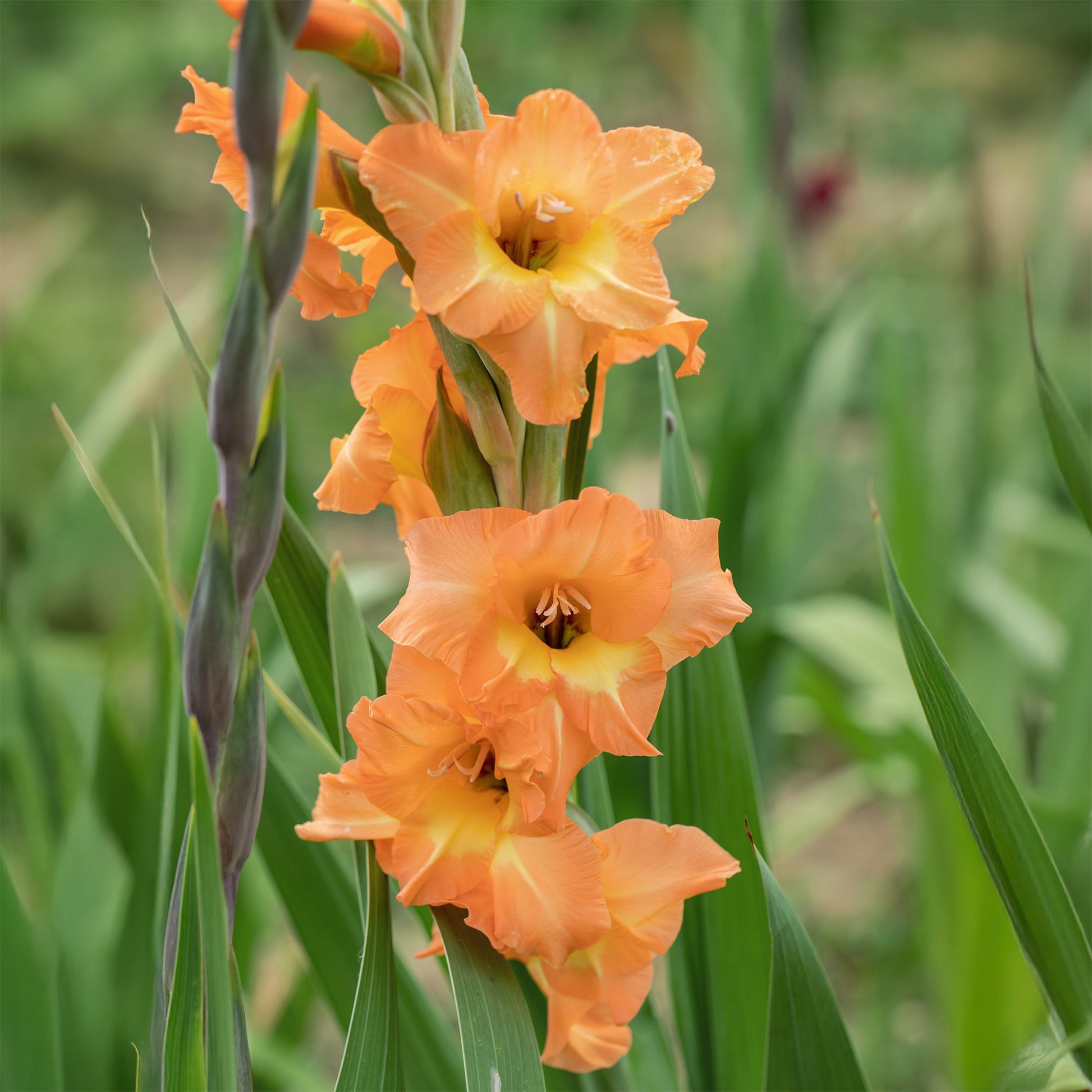 Großblütige Hybrid-Gladiolen Cornelli (x15) - Gladiolus Cornelli - Bakker