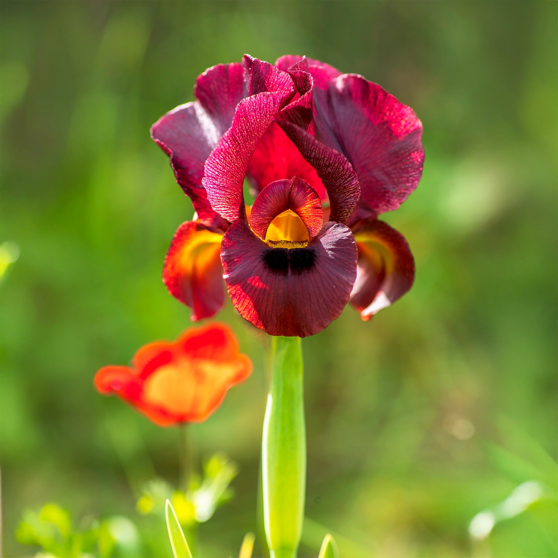 Louisiana-Iris Ann Chowning - Bakker