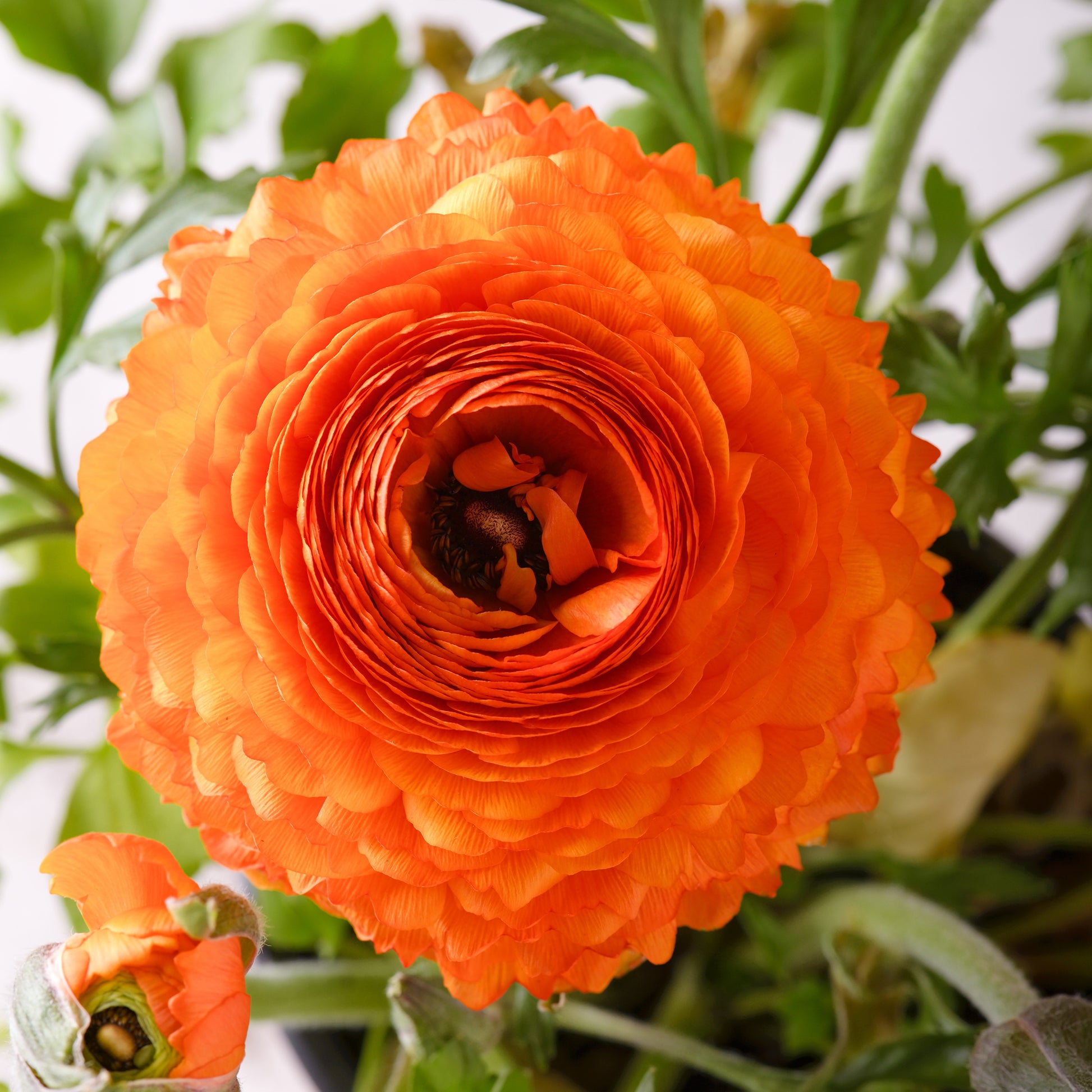 Ranunculus Orange Flame - 10 Asiatische Ranunkeln Orange Flame - Ranunkeln-Zwiebeln