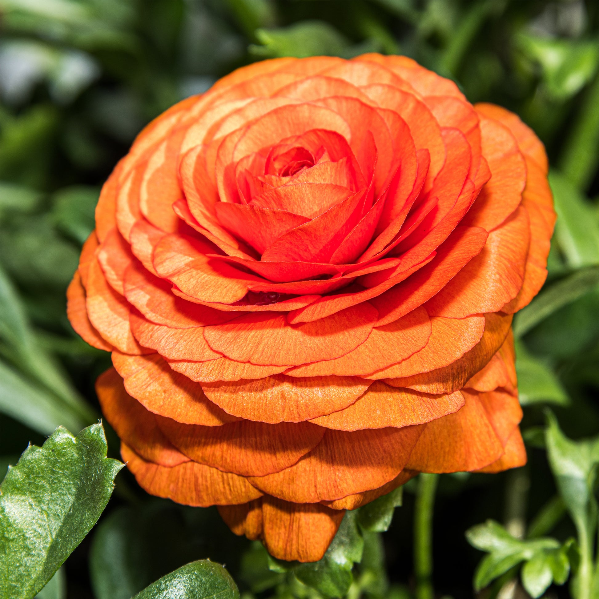 10 Asiatische Ranunkeln Orange Flame - Bakker