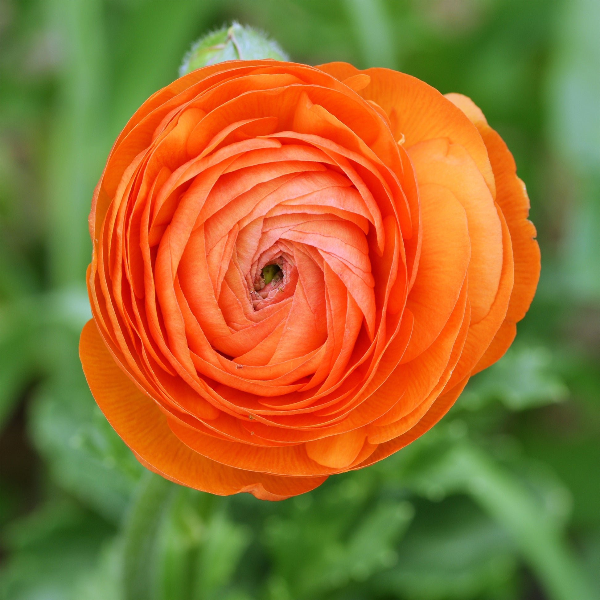 10 Asiatische Ranunkeln Orange Flame - Ranunculus Orange Flame - Bakker