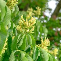 Kastanienbaum Autumn Splendor - Aesculus x arnoldiana Autumn Splendor - Bakker