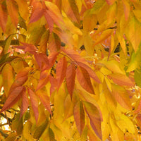 Weiß-Esche 'Skyline' - Fraxinus americana Skyline - Bakker