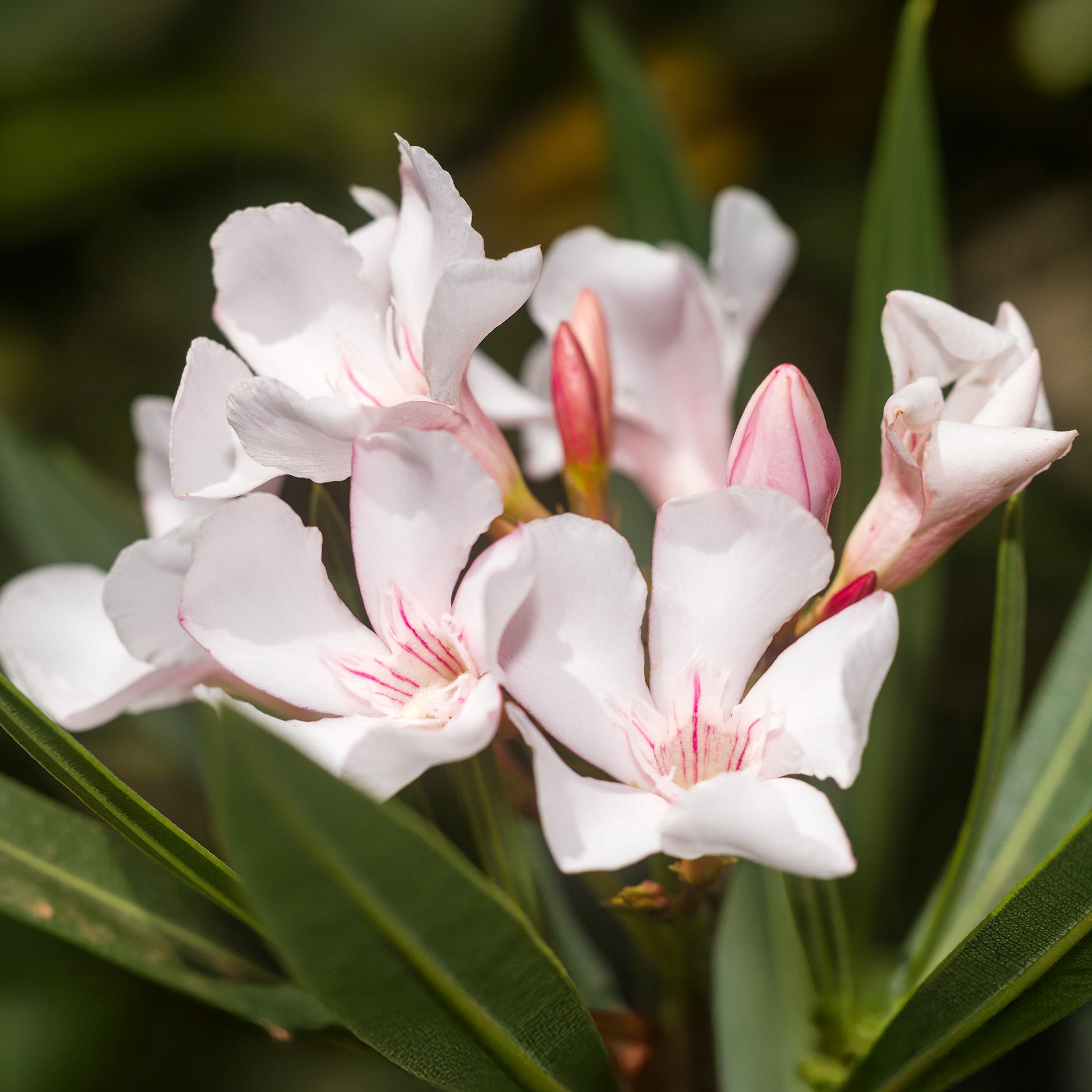 Oleander Harriet Newding - Bakker