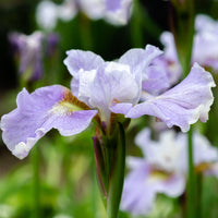 Sibirische Schwertlilie Dance Ballerina Dance - Iris sibirica Dance Ballerina Dance - Bakker