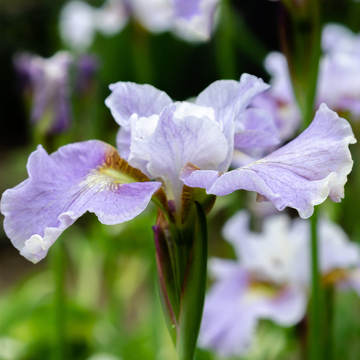 Iris sibirica - Sibirische Schwertlilie - Sibirische Schwertlilie Dance Ballerina Dance - Iris sibirica Dance Ballerina Dance