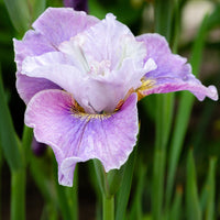 Sibirische Schwertlilie Dance Ballerina Dance - Bakker