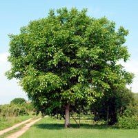 Walnuss Buccaneer - Bakker