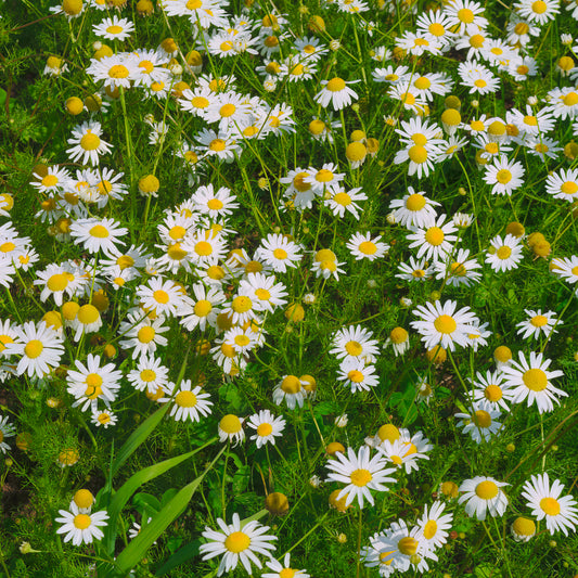 Tchihatchewii-Kamille - Bakker