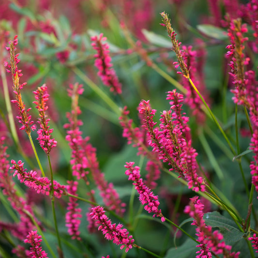 Kerzenknöterich Amethyst Summer - Bakker
