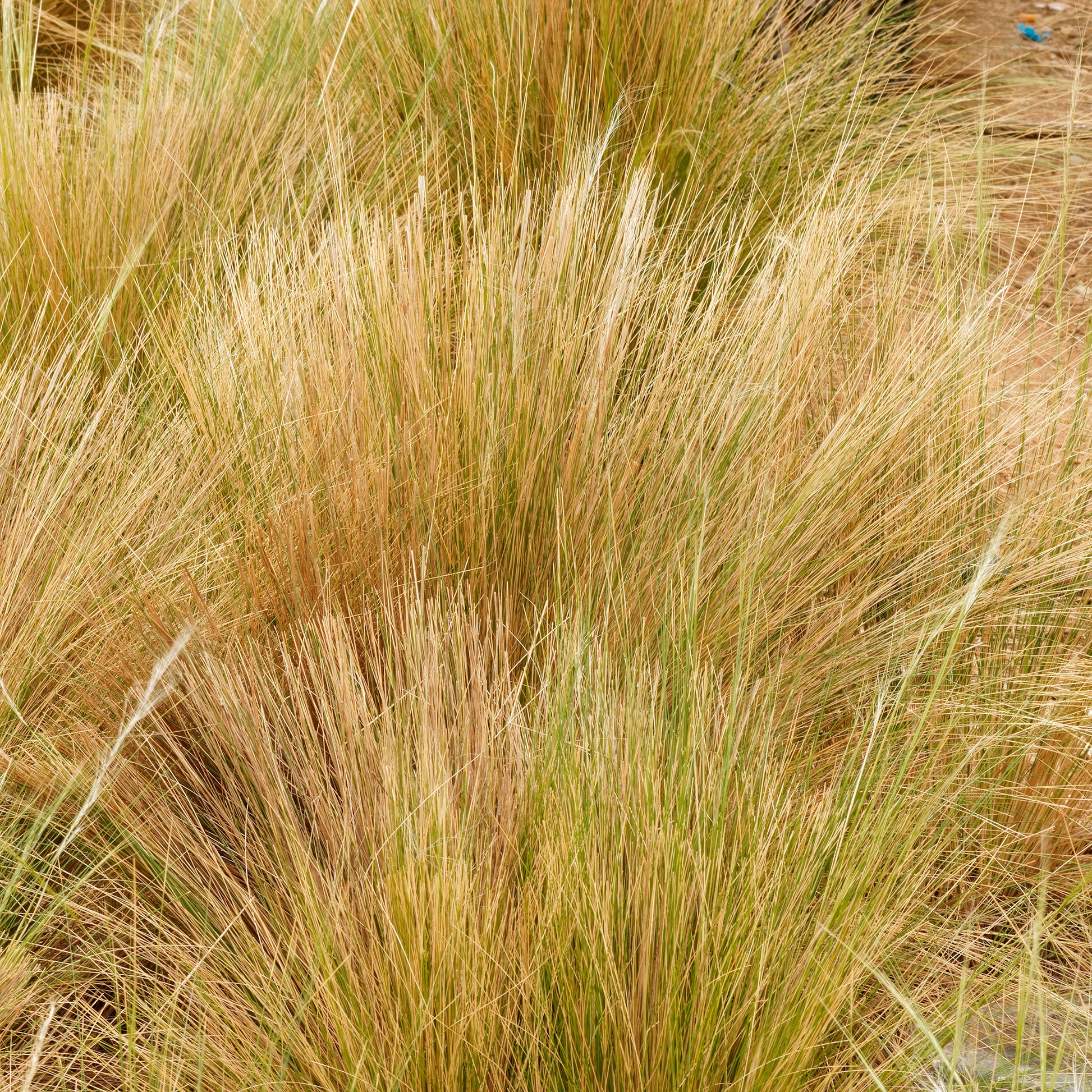 Federgras Palomino - Bakker